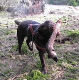 -se her hva jeg fant, er den ikke bare flott?? :-)) (24 mars 2010)